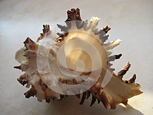 Macro photo with a decorative background of light marine carved shell for design