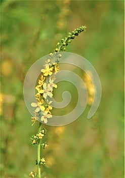 Macro photo with a decorative background of small yellow flowers of a medicinal wild herbaceous plant