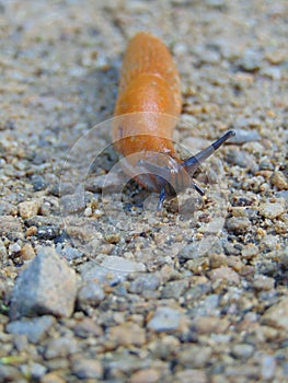 Macro photo with decorative background snails, mollusks of the gastropod class,