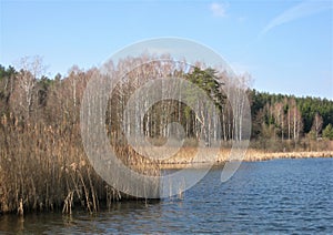 Macro photo with decorative background of spring landscape on the shore of a beautiful natural lake in the area of Lithuania