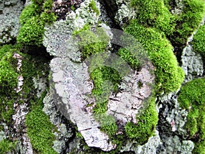 Macro photo with a decorative background texture bark birch wood with a natural shape in the form of a heart, moss green shade