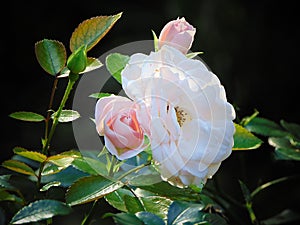 Macro photo with a decorative background texture beautiful cluster of rose flowers