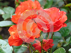 Macro photo with a decorative background texture of a beautiful flower Bush assorted gentle red tint rose