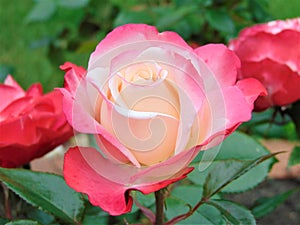 Macro photo with a decorative background texture of beautiful garden flowers roses