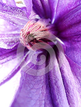 Macro photo with a decorative background texture beautiful large clematis flower with petals of delicate pink shade of color