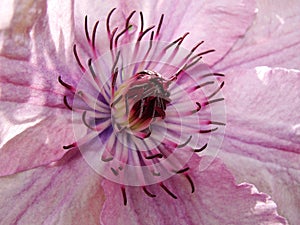 Macro photo with a decorative background texture beautiful large clematis flower with petals of delicate pink shade of color