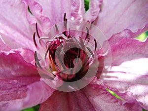 Macro photo with a decorative background texture beautiful large clematis flower with petals of delicate pink shade of color