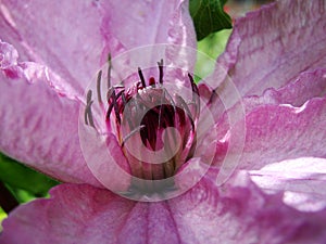 Macro photo with a decorative background texture beautiful large clematis flower with petals of delicate pink shade of color