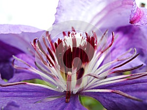 Macro photo with a decorative background texture beautiful large clematis flower with petals of delicate pink shade of color