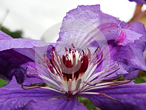 Macro photo with a decorative background texture beautiful large clematis flower with petals of delicate pink shade of color