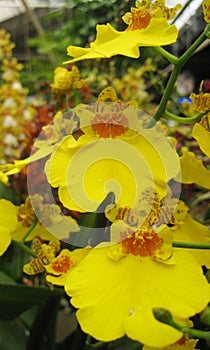 Macro photo with decorative background texture of bright yellow petals of beautiful tropical Orchid plant