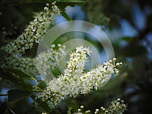 Macro photo with decorative background texture brushes of beautiful white small flowers on a branch of a tree of a cherry tree