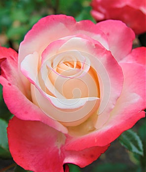 Macro photo with decorative background texture delicate rose Bush petals with petals white and pink color shade