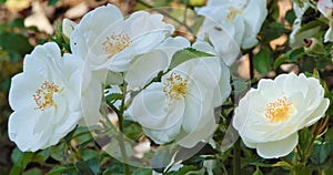 Macro photo with decorative background texture of delicate white petals of shrub rose flowers for landscaping