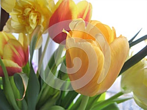 Macro photo with decorative background texture flower petals Tulip plant with yellow petals and green stem for design