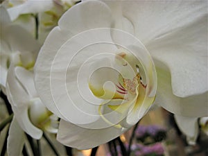 Macro photo with decorative background texture of hard flowers with white petals of tropical Orchid plant