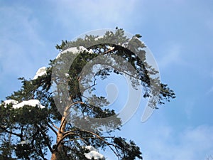Macro photo with a decorative background texture of a white snow cap on the branches of a tall pine tree against the blue sky