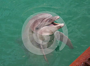 Macro photo with a decorative background of a waterfowl mammal from the family of the suborder of toothed whales of a Dolphin