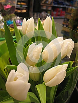Macro photo with a decorative background of a white flower of a tulip plant for design