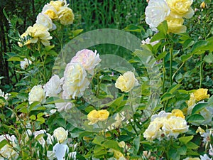 Macro photo with a decorative background of white and yellow flowers of a bush varietal rose plant during the summer flowering