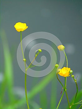 Macro photo with a decorative background of wild small yellow flowers of the medicinal plant Buttercup in green grass