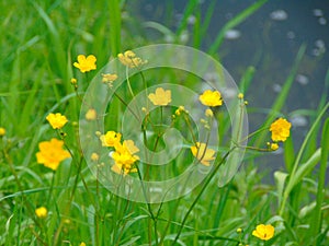 Macro photo with a decorative background of wild small yellow flowers of the medicinal plant Buttercup in green grass