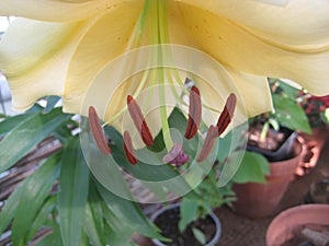 Macro photo with a decorative background of yellow flower petals of a bulbous lily plant for garden landscape design