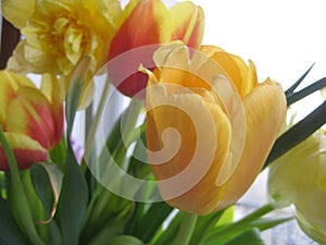 Macro photo with a decorative background of a yellow flower of a tulip plant for design