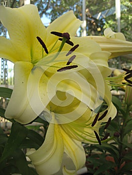 Macro photo with a decorative background of yellow flowers of a bulbous plant of a bush lily for garden landscape design