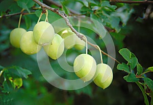Macro photo with a decorative background of young ripening fruits on a branch of a yellow plum tree plant in agriculture photo