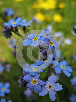 Macro photo with decorative beautiful background of wild forest grassy flowers forget-me-not plants or Myosotis family Boraginacea