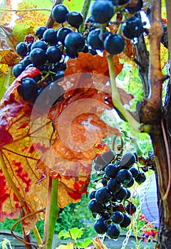 Macro photo with a decorative branch garden vines grape with bright berry