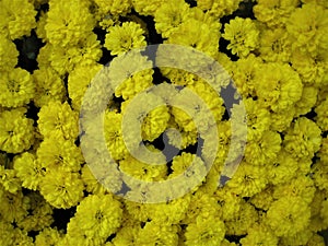 Macro photo with a decorative floral background of bright yellow flowers of a herbaceous flowering plant for gardening