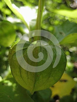 Macro photo with a decorative floral background of a green physalis flower for design