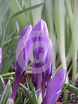 macro photo with a decorative floral background of purple flowers of a herbaceous crocus plant for landscape design