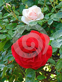 macro photo with a decorative floral background of a red and white bush rose flower for garden landscaping