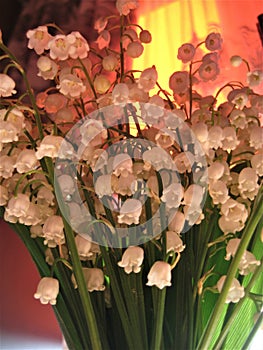 macro photo with a decorative floral background of spring flowers of a herbaceous lily of the valley plant for design