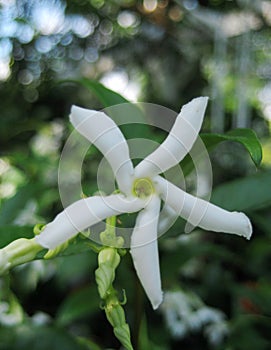macro photo with a decorative floral background of white flowers on the branches of a jasmine tree for garden landscape design photo