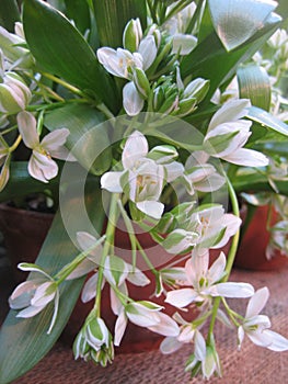 Macro photo with a decorative floral background of white spring primroses of a herbaceous plant for garden landscape design