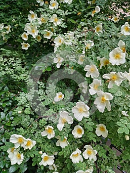 macro photo with decorative floral background of white wild rose bush flowers for garden landscape design