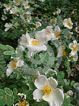 macro photo with decorative floral background of white wild rose bush flowers for garden landscape design
