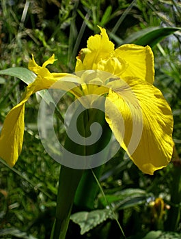 macro photo with a decorative floral background of a yellow flower of a herbaceous iris plant for garden landscape design