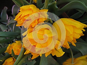 Macro photo with a decorative floral background of yellow flowers of a herbaceous bulbous plant of spring tulips