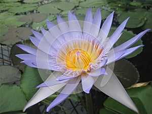 Macro photo with decorative flower of water Lily plant with delicate light purple petals on green leaves for landscaping