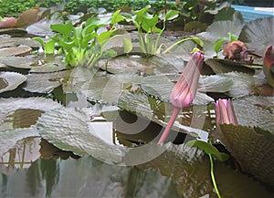 Macro photo with decorative flower of water Lily plant with delicate purple buds on green leaves for landscaping