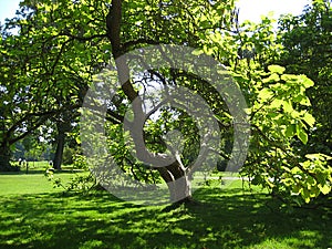 Macro photo with decorative landscape background of summer Sunny day in the old historical Park of San Susi in Potsdam