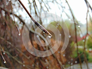 Macro photo with a decorative natural background of rainwater in the form of drops on the branches of an autumn tree in the park