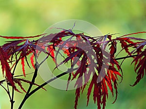 Macro photo with a decorative natural background of red leaves of a Japanese maple tree for garden and park landscape design