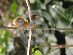 Macro photo with a decorative natural background texture of a terrestrial gastropod mollusk of the subclass of pulmonary snails