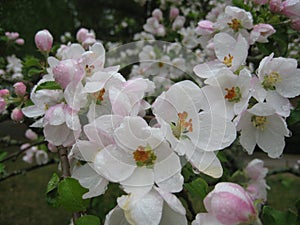 macro photo with a decorative natural background of white flowers in rainwater drops an apple tree for garden landscaping